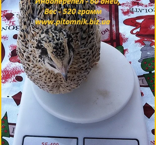 Индоперепела яйца инкубационные- фото № 6
