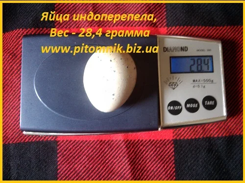 Индоперепела яйца инкубационные- фото № 7