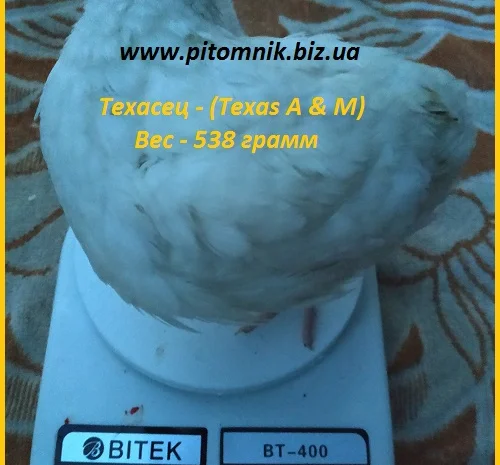 Яйца инкубационные порода "Техасский белый" - бройлер (США)- фото № 2