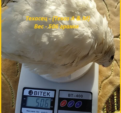 Яйца инкубационные порода "Техасский белый" - бройлер (США)- фото № 3