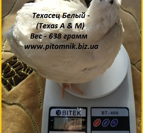 Яйца инкубационные для маточного стада перепелов- фото № 1