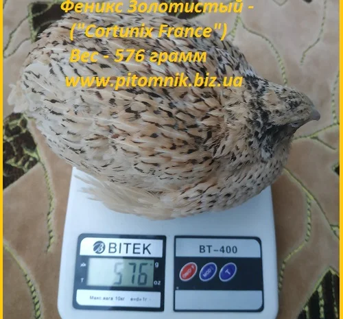 Яйца инкубационные для маточного стада перепелов- фото № 4