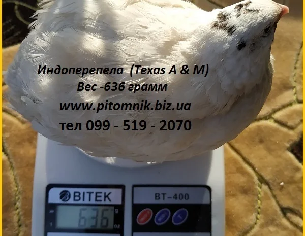 Інкубаційні яйця перепела - Техасець, Фенікс, Фараон (USA)- фото № 1