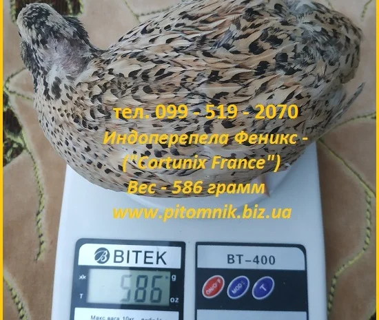 Інкубаційні яйця перепела - Техасець, Фенікс, Фараон (USA)- фото № 2