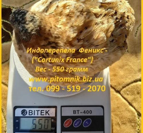 Інкубаційні яйця перепела - Техасець, Фенікс, Фараон (USA)- фото № 3