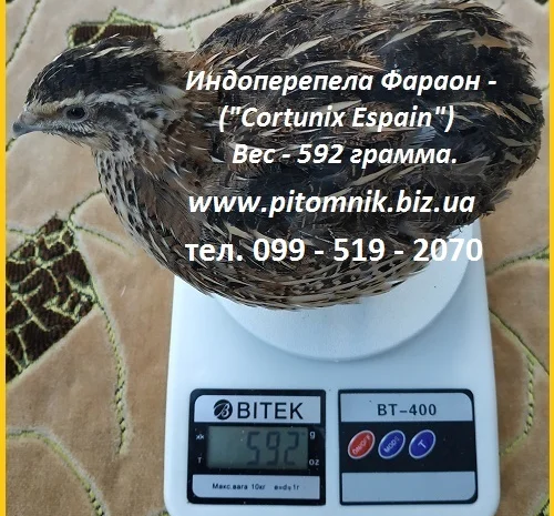 Інкубаційні яйця перепела - Техасець, Фенікс, Фараон (USA)- фото № 4