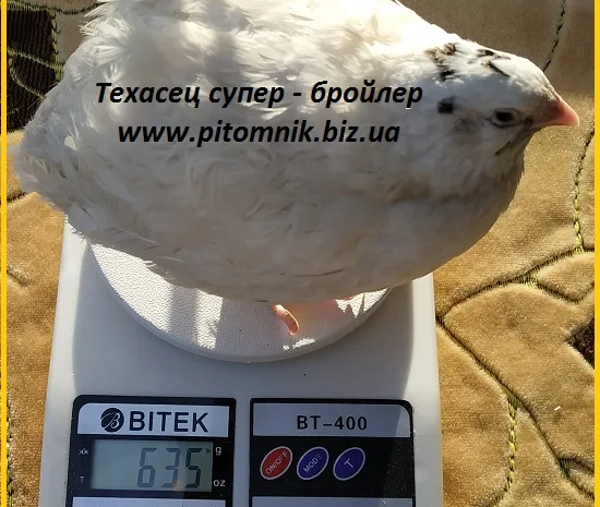 Яйца инкубационные "Техасец белый" - супер бройлер- фото № 1