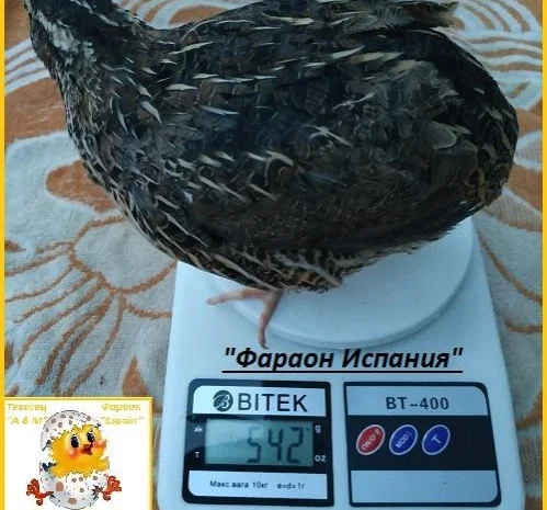 Яйцо инкубационные перепела Фараон (Espana)- фото № 3