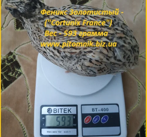 Яйцо инкубационные перепела Феникс Золотистый - (France)- фото № 1