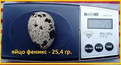Яйцо инкубационное перепела Феникс Золотистый - (France)- фото № 3