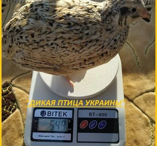 Яйцо инкубационные перепела Феникс Золотистый - (France)- фото № 3