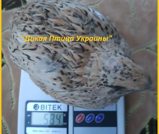 Инкубационные яйца перепелов- фото № 1