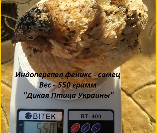 Инкубационные яйца перепелов- фото № 2