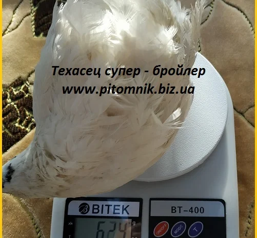 Инкубационные яйца перепелов- фото № 4