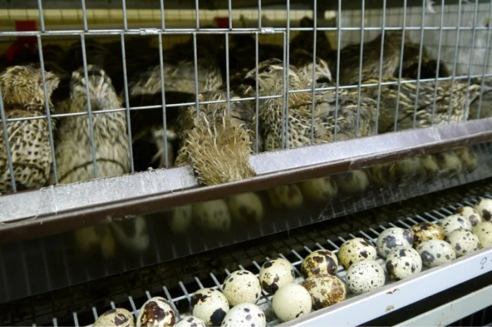 Продам інкубаційні перепелині яйця- фото № 2