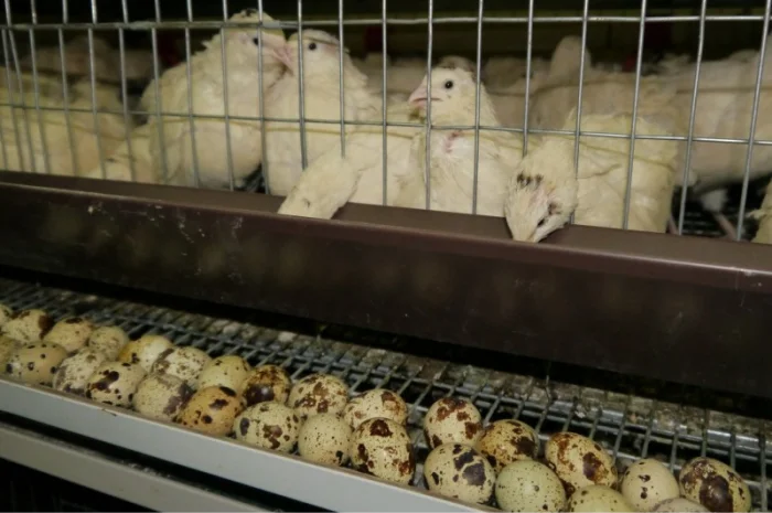 Продам інкубаційні перепелині яйця- фото № 1