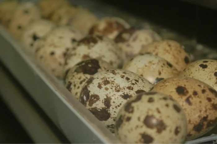 Продам інкубаційні перепелині яйця- фото № 3