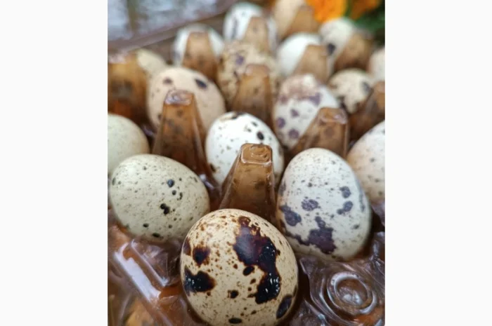 Перепелині яйця домашні- фото № 1