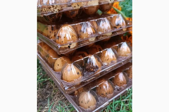 Перепелині яйця домашні- фото № 2