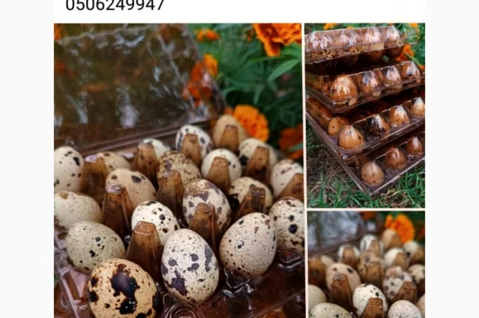 Перепелині яйця домашні- фото № 3