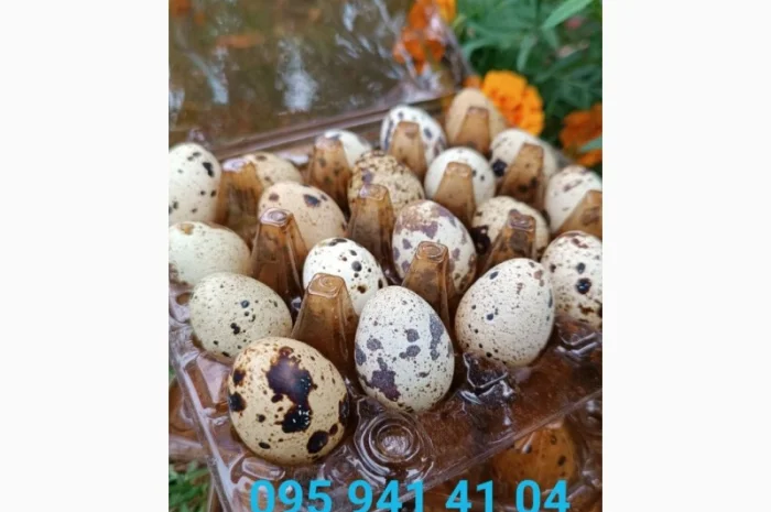 Перепелині яйця домашні- фото № 4