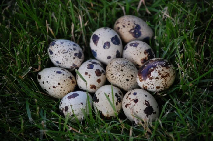 Продам инкубационное яйцо перепела мясо-яичной породы "Феникс Золотистый" и "Техасец"- фото № 1