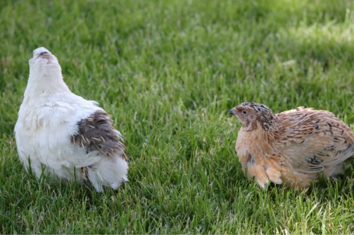 Продам инкубационное яйцо перепела мясо-яичной породы "Феникс Золотистый" и "Техасец"- фото № 3