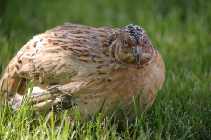 Продам инкубационное яйцо перепела мясо-яичной породы "Феникс Золотистый" и "Техасец"- фото № 2