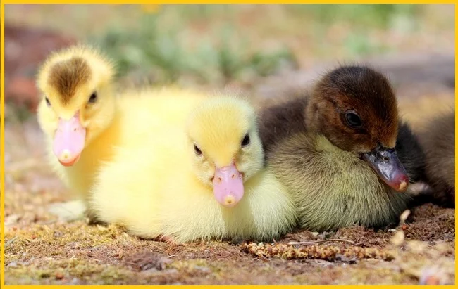 Яйца инкубационные мускусной утки (индо-утка, шипуны)- фото № 2