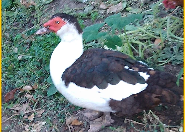 Яйца инкубационные мускусной утки (индо-утка, шипуны)- фото № 4