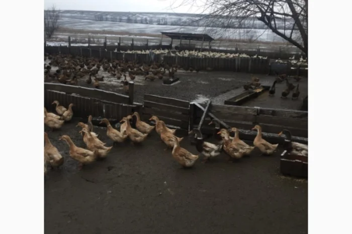 Инкубацыонные яйца утки- фото № 1