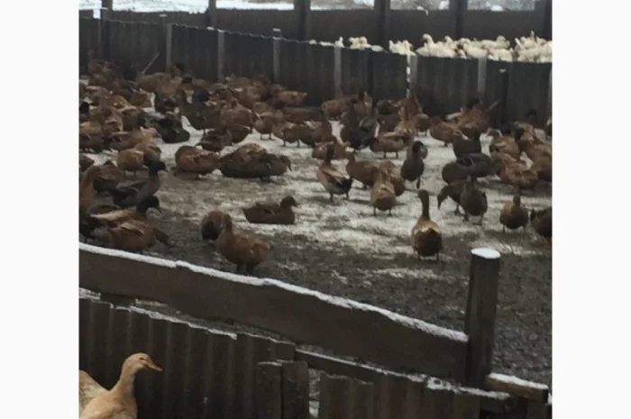 Инкубацыонные яйца утки- фото № 2