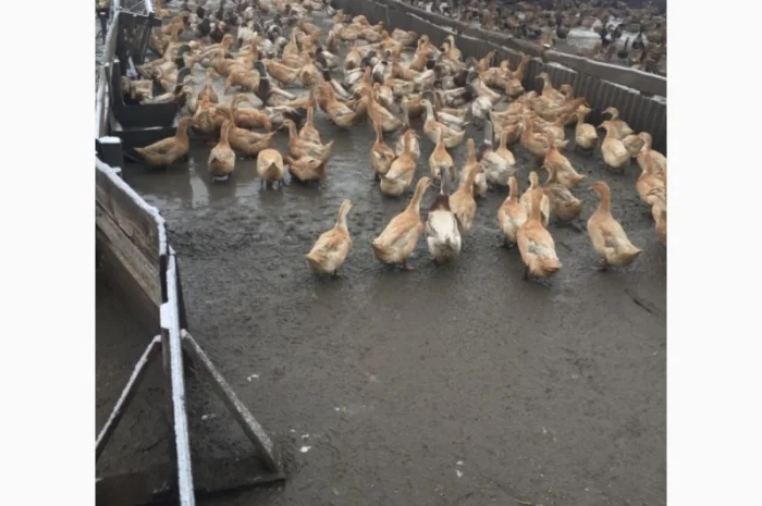 Инкубацыонные яйца утки- фото № 3