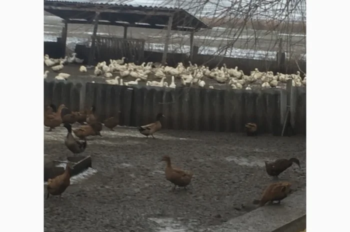 Инкубацыонные яйца утки- фото № 4