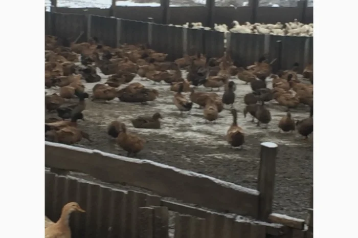 Инкубацыонные яйца утки- фото № 6