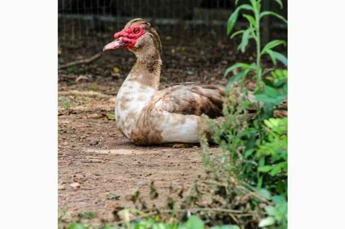 Яйцо мускусных уток (индо)- фото № 1