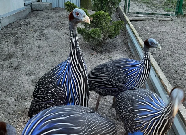 Інкубаційне яйце, сім'ї. Порода Грифова- фото № 1