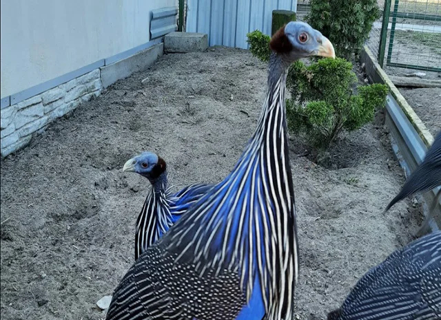 Інкубаційне яйце, сім'ї. Порода Грифова- фото № 2