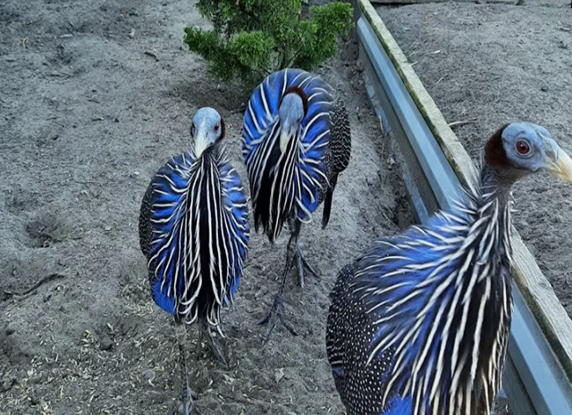 Інкубаційне яйце, сім'ї. Порода Грифова- фото № 3