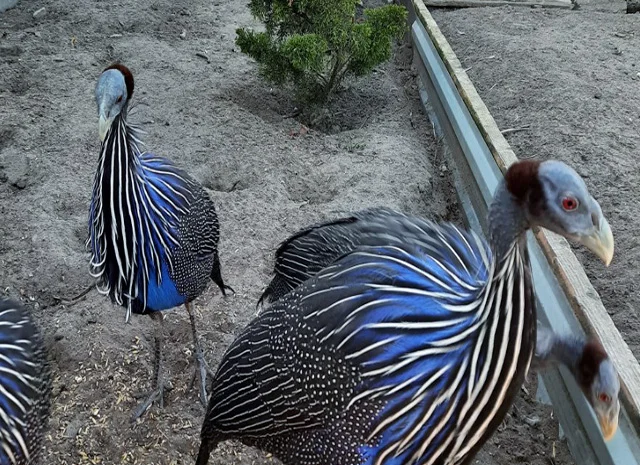 Інкубаційне яйце, сім'ї. Порода Грифова- фото № 4