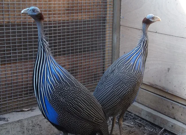 Інкубаційне яйце, сім'ї. Порода Грифова- фото № 5