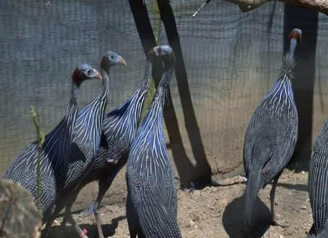 Інкубаційне яйце, сім'ї. Порода Грифова- фото № 6