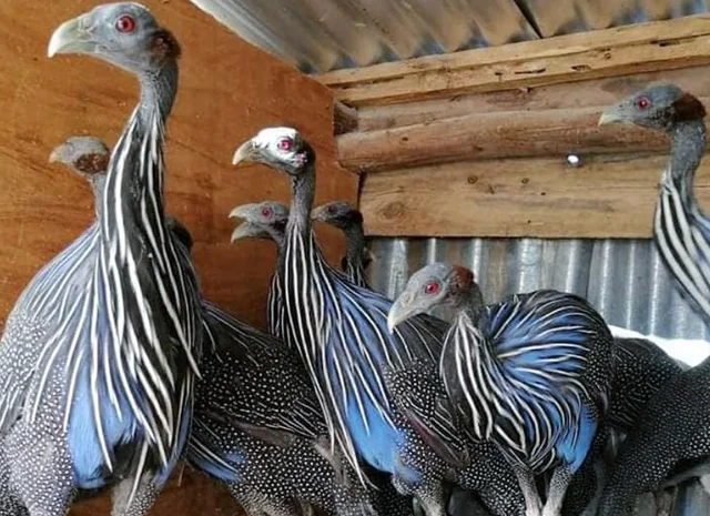 Інкубаційне яйце, сім'ї. Порода Грифова- фото № 7