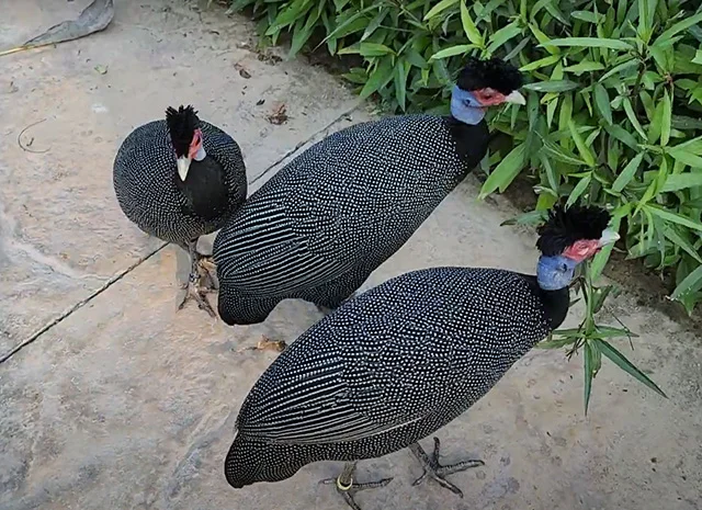 Інкубаційне яйце, сім'ї. Цесарка: Біла, хохлата- фото № 3