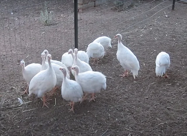 Інкубаційне яйце, сім'ї. Цесарка: Біла, хохлата- фото № 4