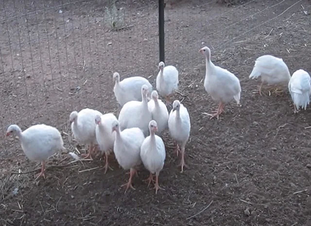 Інкубаційне яйце, сім'ї. Цесарка: Біла, хохлата- фото № 5