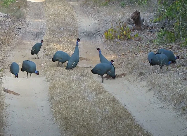 Інкубаційне яйце, сім'ї. Цесарка: Біла, хохлата- фото № 6