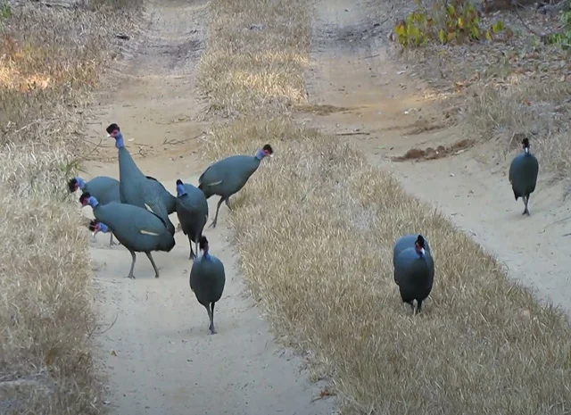 Інкубаційне яйце, сім'ї. Цесарка: Біла, хохлата- фото № 7