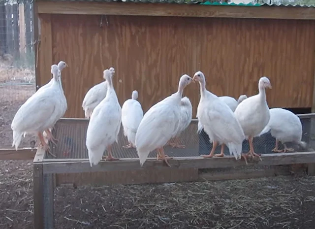 Інкубаційне яйце, сім'ї. Цесарка: Біла, хохлата- фото № 8