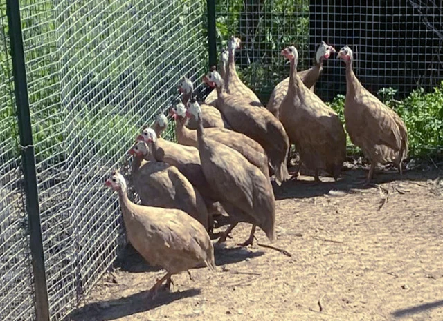 Продається яйце інкубаційне, курчата.цесарка білогруда, блакитна, Сіро-крапчаста, коричнева- фото № 1
